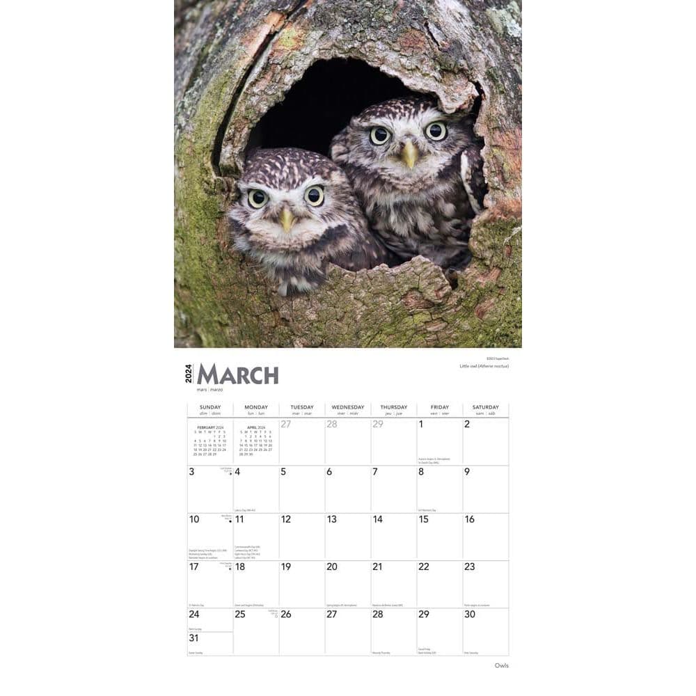 Owls 2024 Wall Calendar