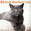 image British Shorthair Cats 2025 Wall Calendar Main Image