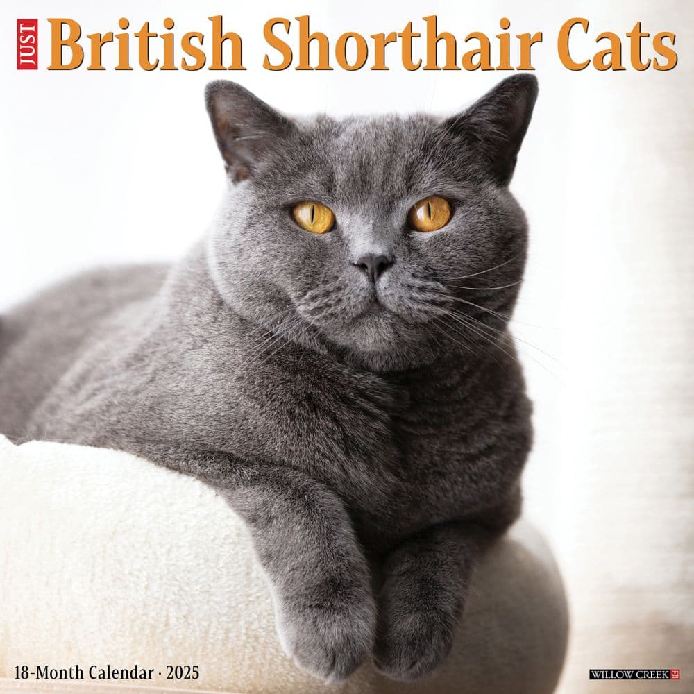 British Shorthair Cats 2025 Wall Calendar Main Image