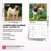 image Pugs 2027 Mini Wall Calendar Sixth Alternate Image
