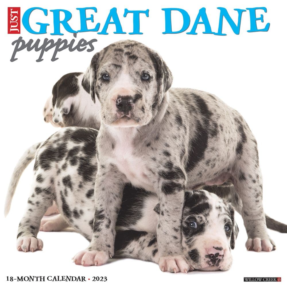 Great Dane Puppies 2023 Wall Calendar - Calendars.com