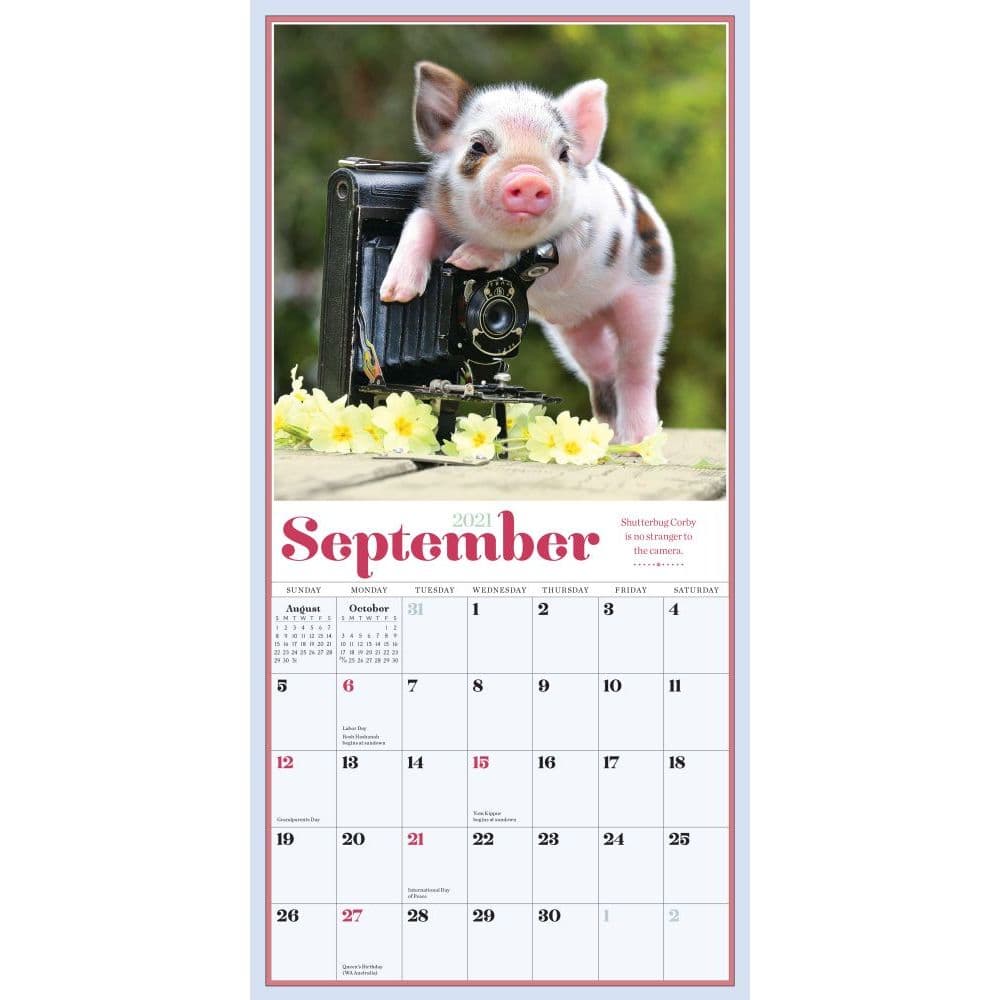 Pocket Pigs Mini Wall Calendar