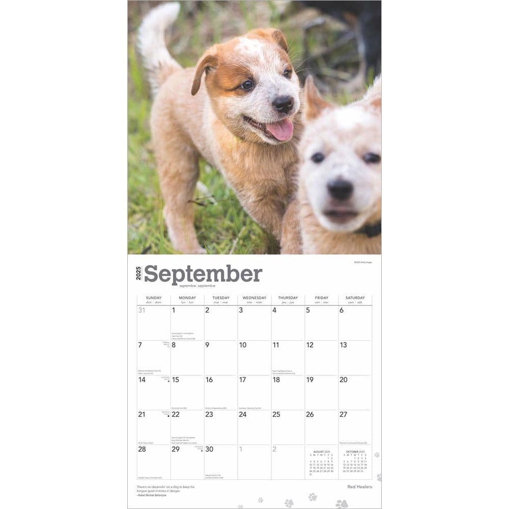 Red Heelers 2025 Wall Calendar