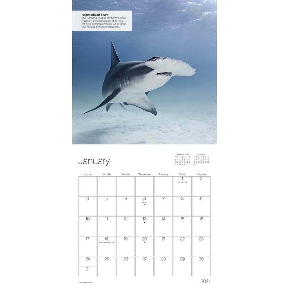 Sharks Wall Calendar