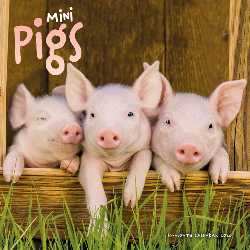 Miniature Pigs 2026 Wall Calendar Main Image