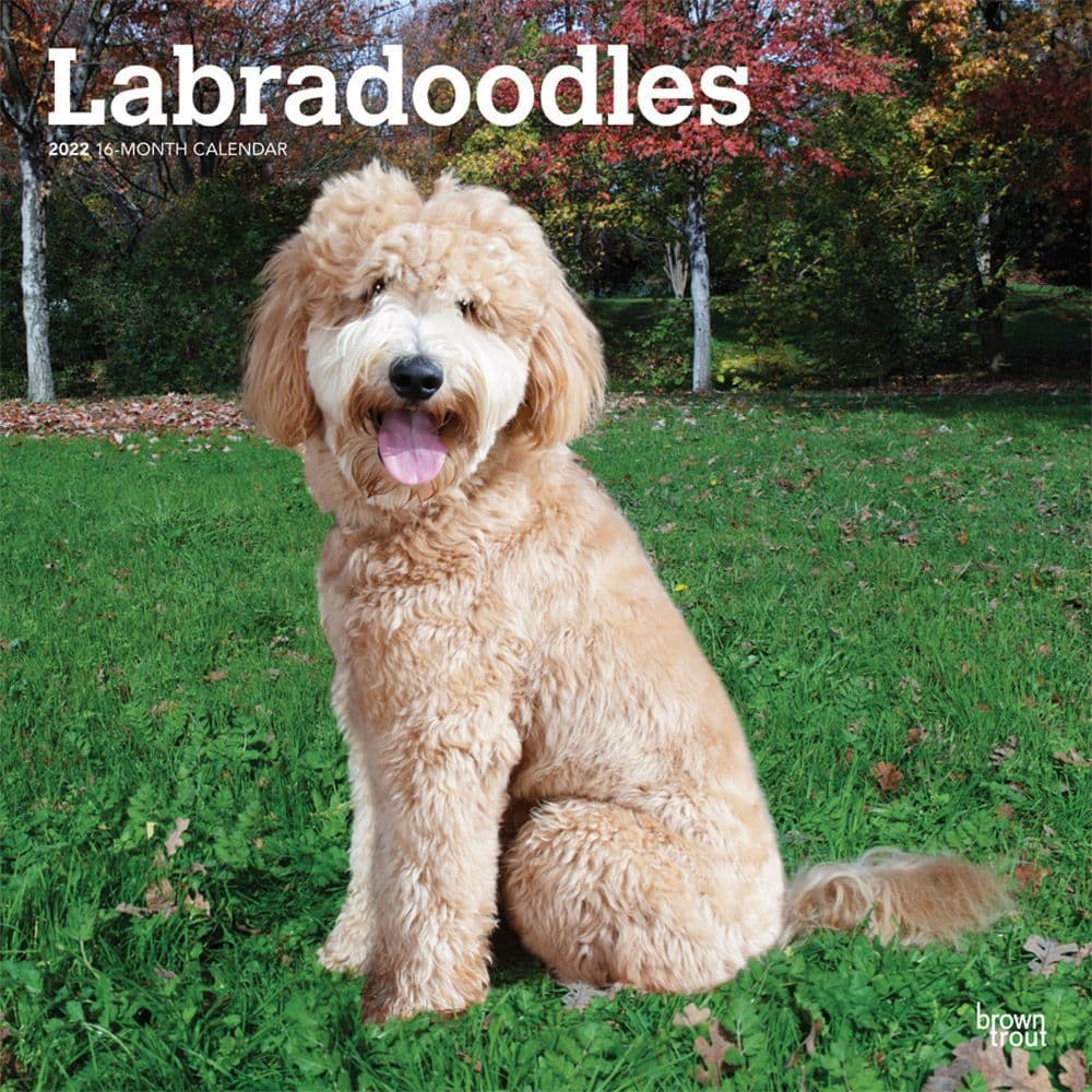 Labradoodles 2022 Wall Calendar