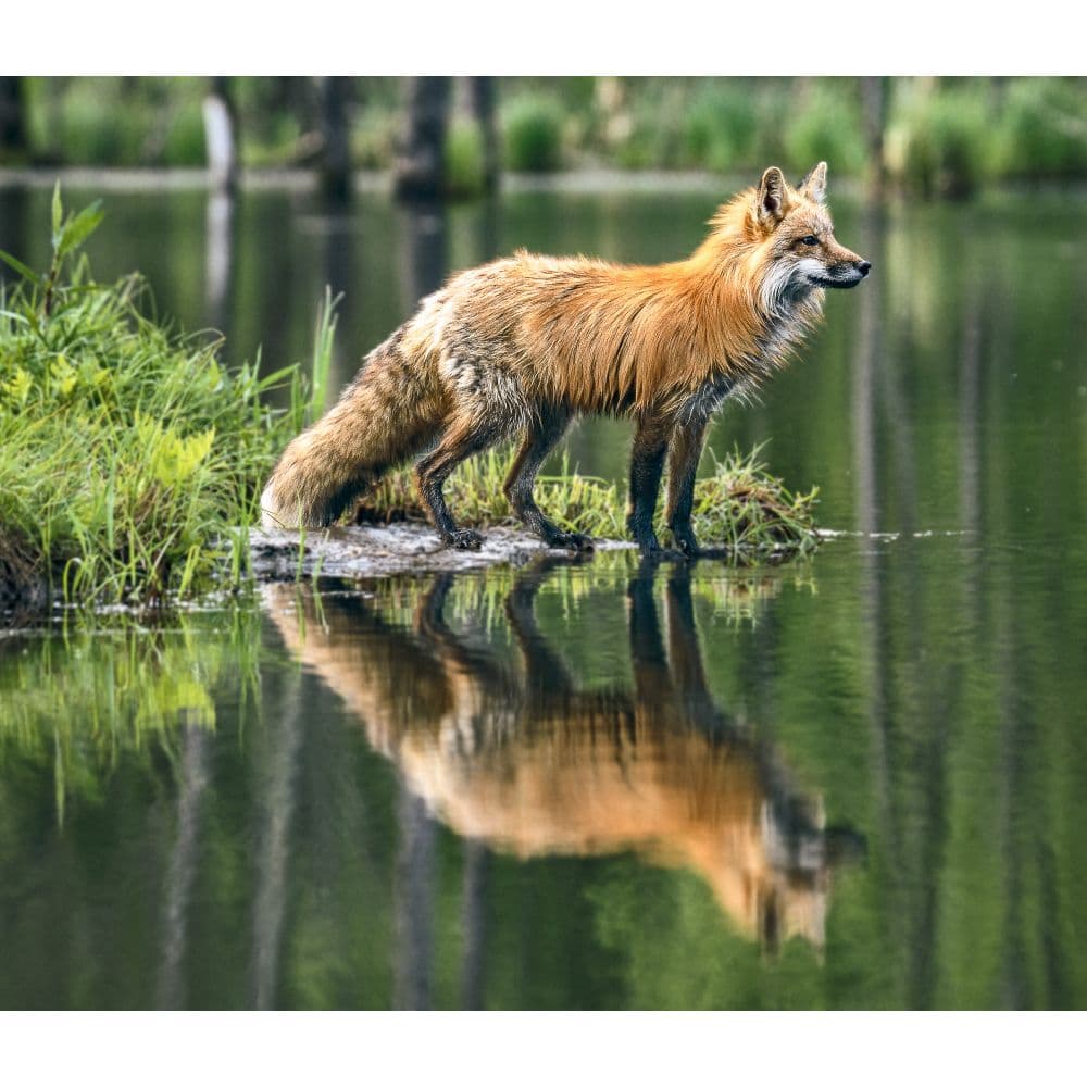 Foxes WWF 2024 Wall Calendar - Calendars.com