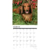 image Just Dachshunds 2026 Wall Calendar Second Alternate Image