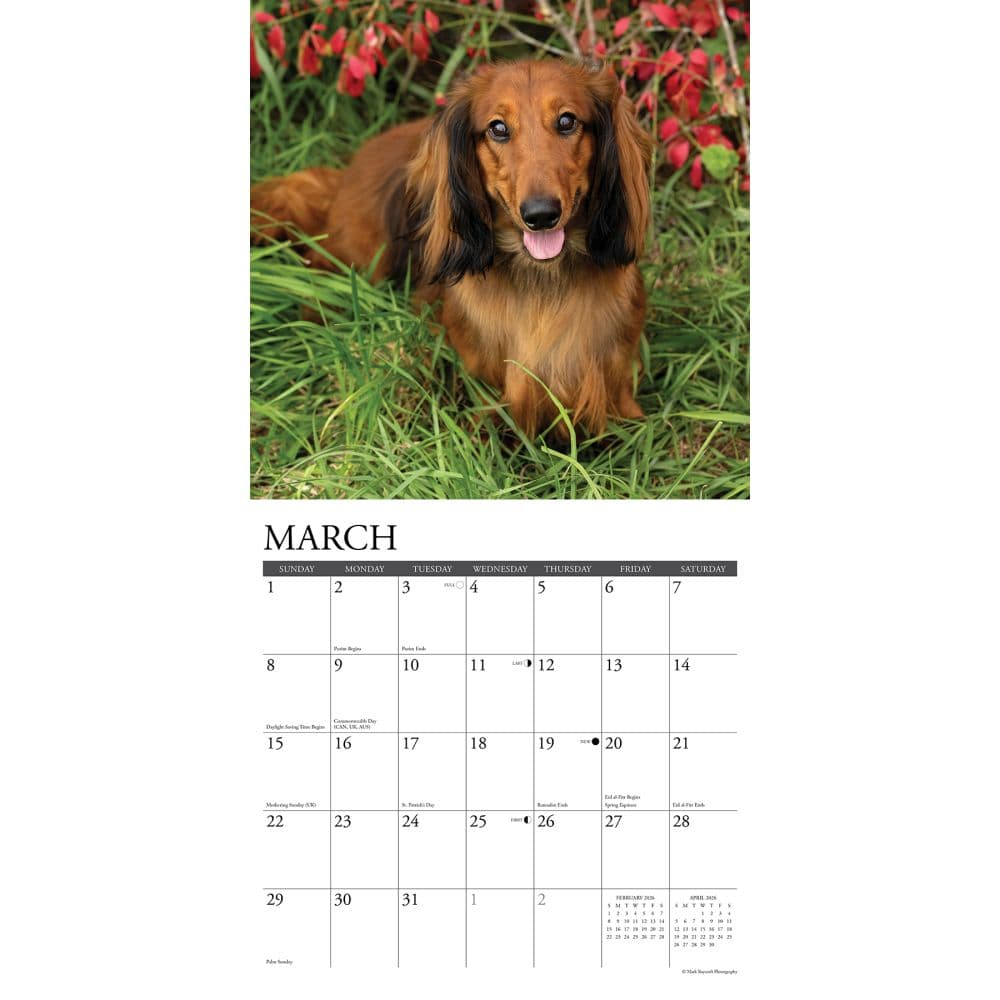 Just Dachshunds 2026 Wall Calendar Second Alternate Image