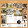 image Playful Puppies Photo 2025 Mini Wall Calendar