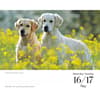 image Golden Retrievers 2026 Desk Calendar Third Alternate Image