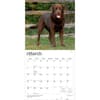 image Chocolate Lab Retriever 2027 Wall Calendar Second Alternate Image