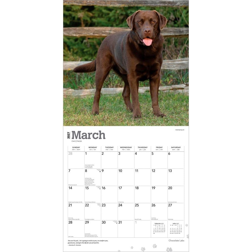 Chocolate Lab Retriever 2027 Wall Calendar Second Alternate Image