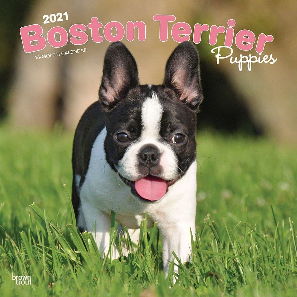 Boston Terrier Puppies Wall Calendar - Calendars.com