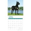 image Great Danes 2025 Wall Calendar Second Alternate Image