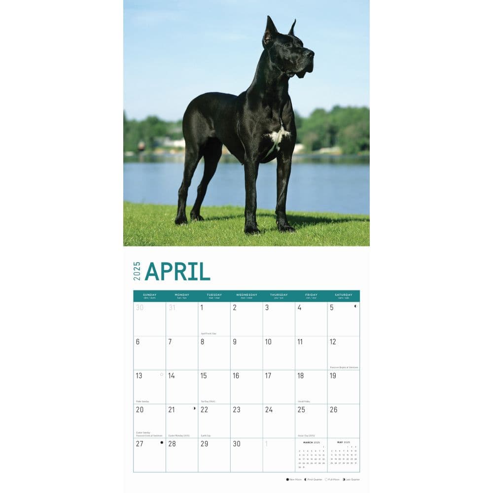 Great Danes 2025 Wall Calendar Second Alternate Image