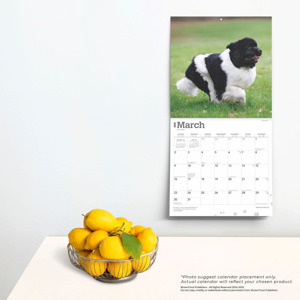 Newfoundlands 2025 Wall Calendar Fourth Alternate Image width=&quot;1000&quot; height=&quot;1000&quot;