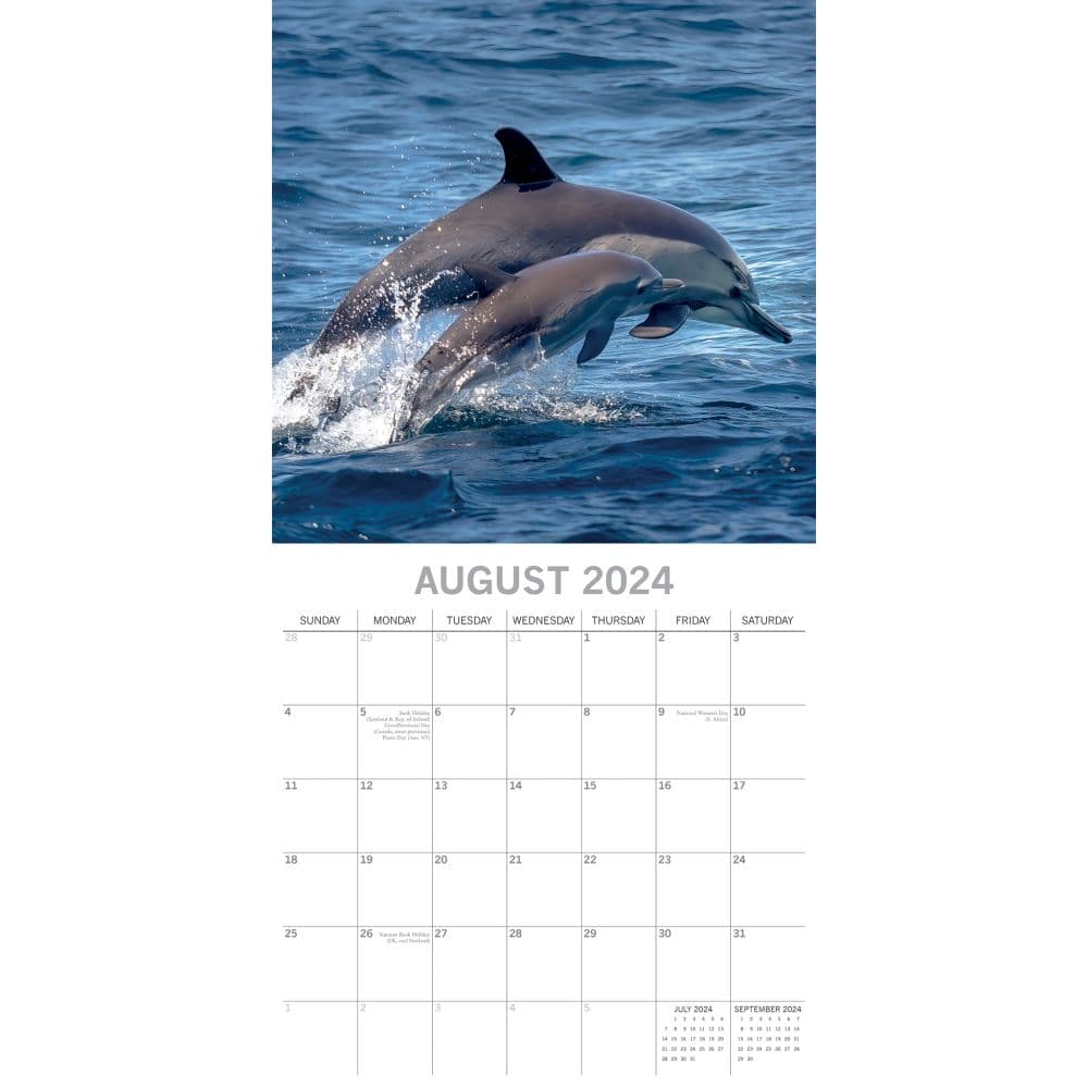 Dolphins 2024 Wall Calendar