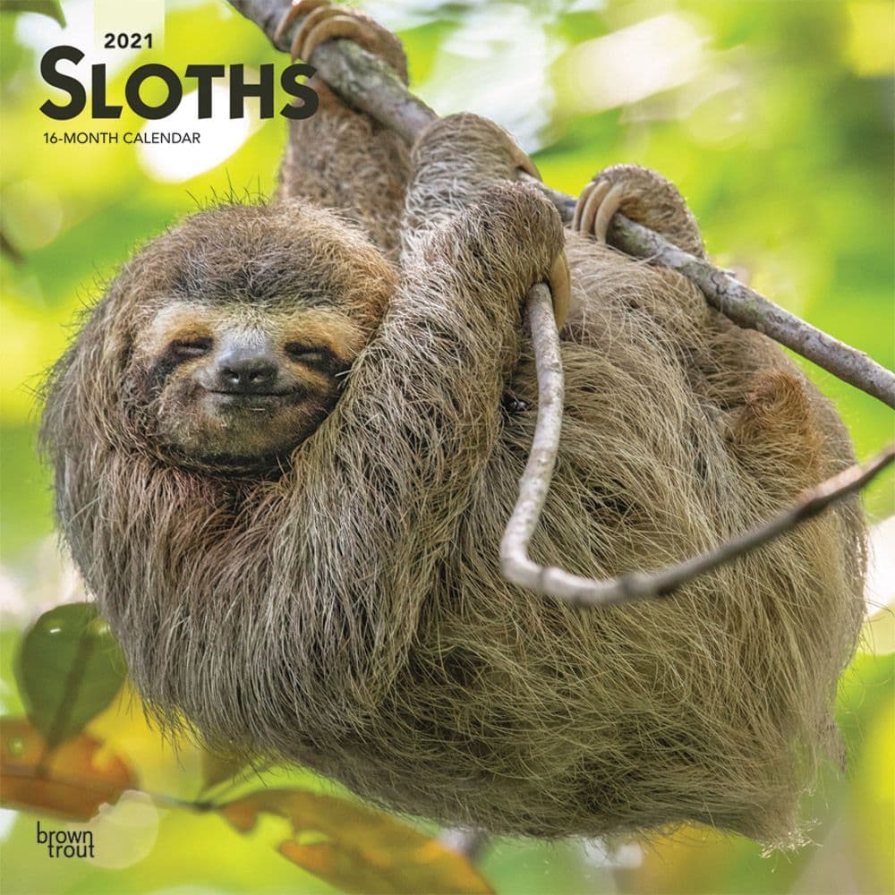 Sloths Wall Calendar