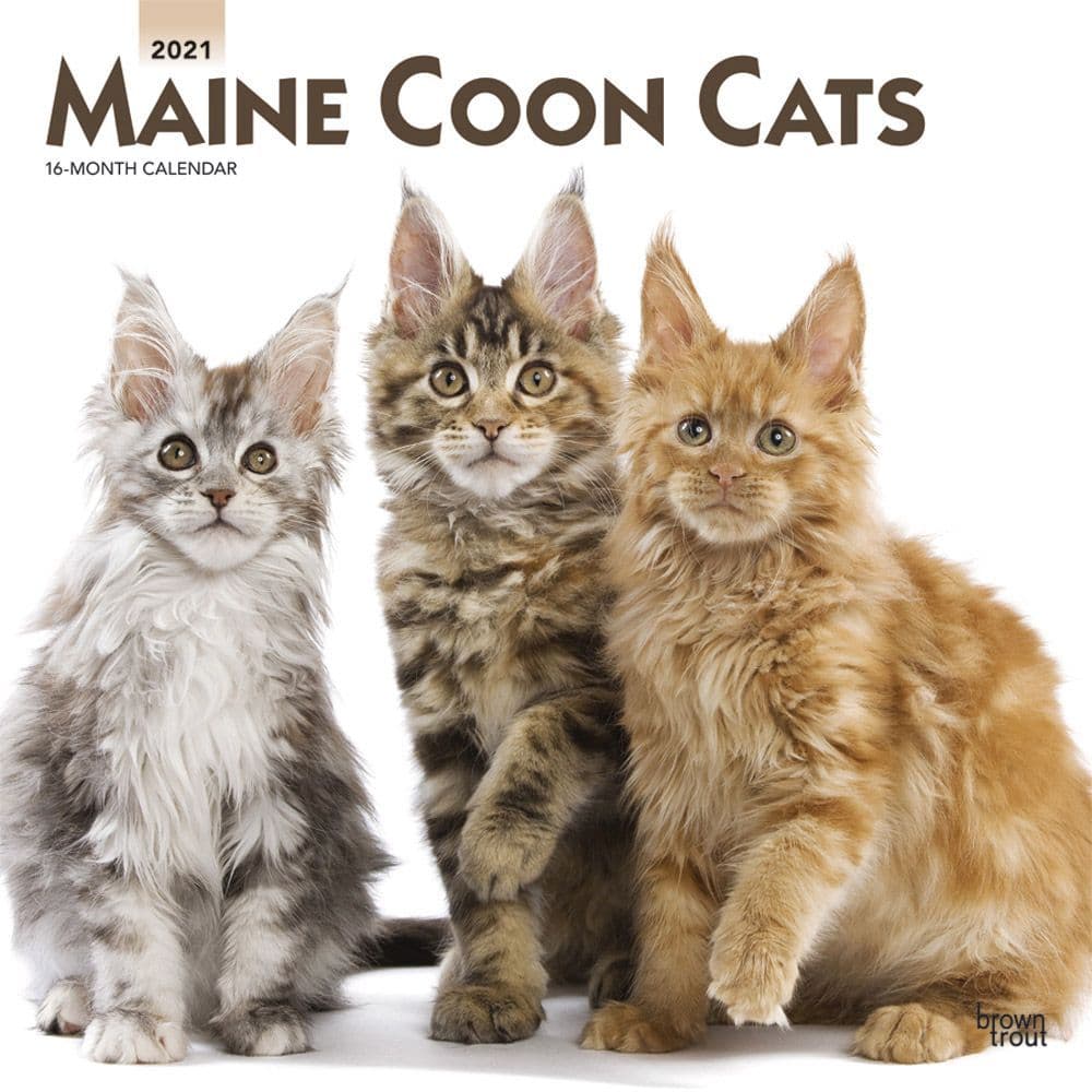 Cats Maine Coon Wall Calendar