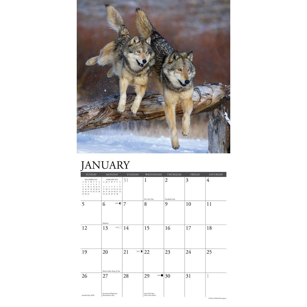Wolves 2025 Wall Calendar Second Alternate Image width=&quot;1000&quot; height=&quot;1000&quot;