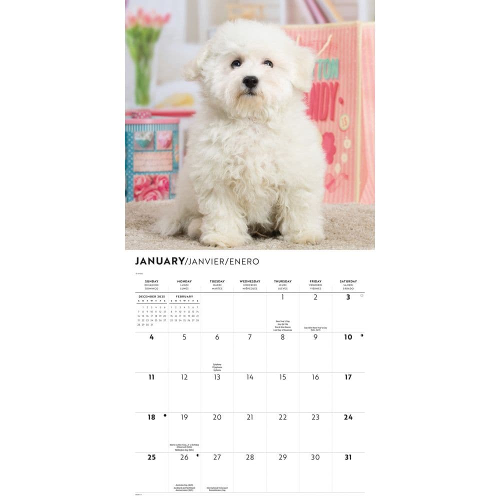 Bichon Frise Puppies 2026 Wall Calendar Second Alternate Image