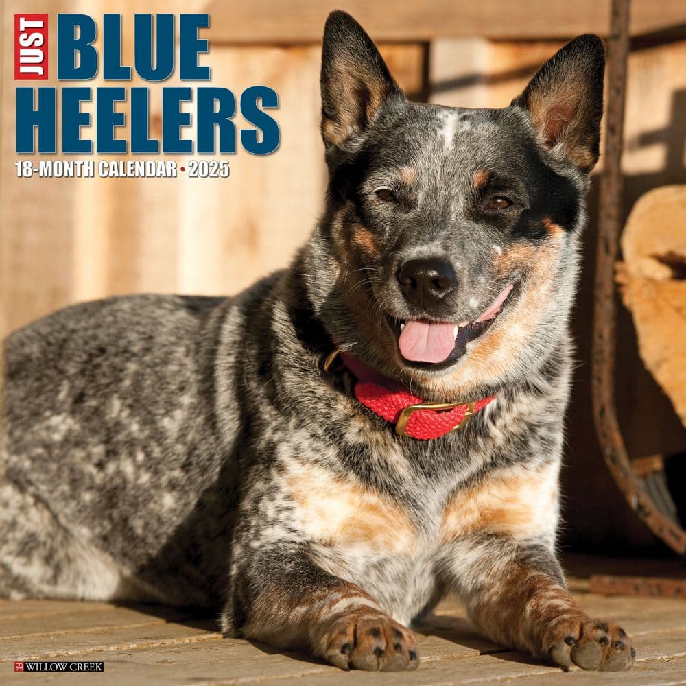 Blue Heelers 2025 Wall Calendar