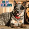 image Blue Heelers 2025 Wall Calendar  Main Image