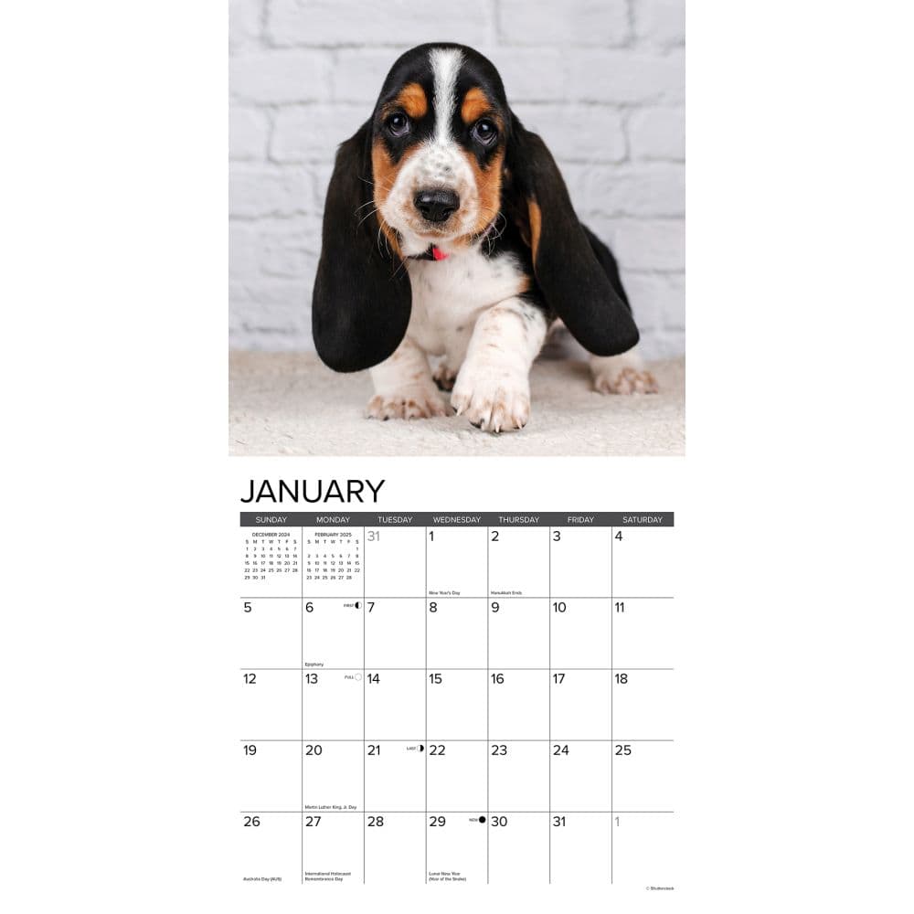 Just Basset Hound Puppies 2025 Wall Calendar Second Alternate Image width=&quot;1000&quot; height=&quot;1000&quot;