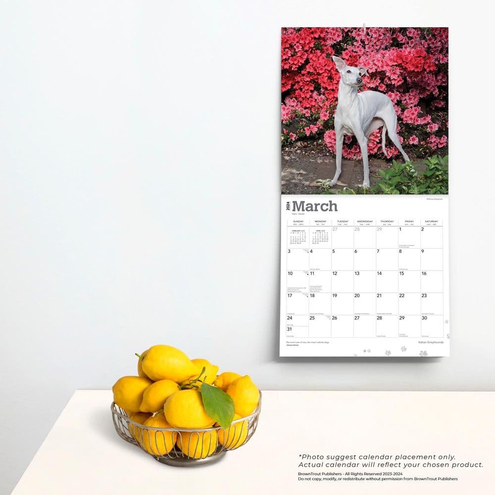 Italian Greyhounds 2024 Wall Calendar Calendars Com   925a7780 1673 478a Af45 261500b17135