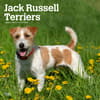 image Jack Russell Terriers 2024 Wall Calendar Main Product Image width=&quot;1000&quot; height=&quot;1000&quot;