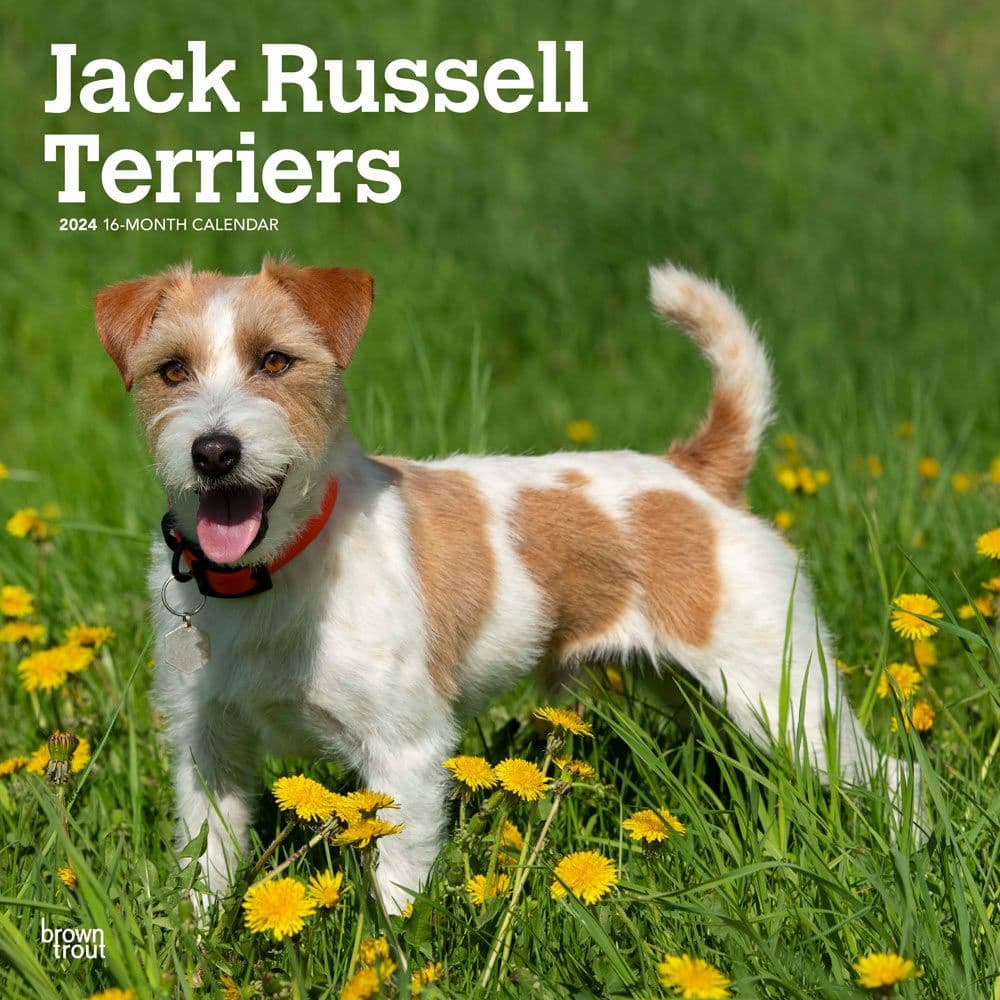 Jack Russell Terriers 2024 Wall Calendar Main Product Image width=&quot;1000&quot; height=&quot;1000&quot;
