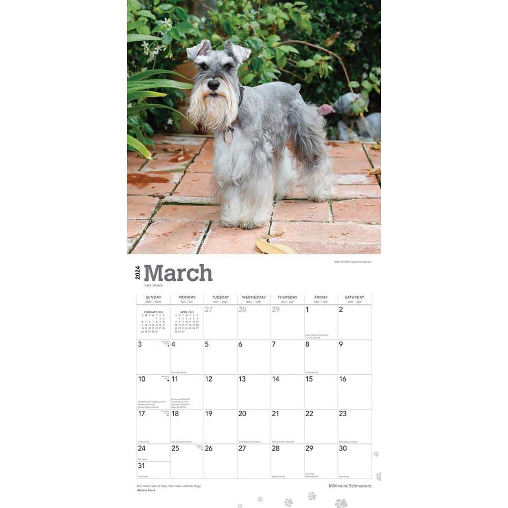 Miniature Schnauzers 2024 Mini Wall Calendar