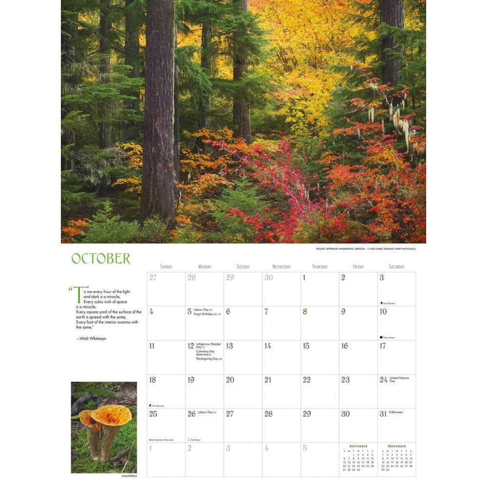 Into the Woods Deluxe 2026 Wall Calendar Fourth Alternate Image
