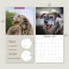 image Irish Wolfhounds 2025 Wall Calendar