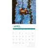 image Ducks 2025 Wall Calendar Second Alternate Image width="1000" height="1000"