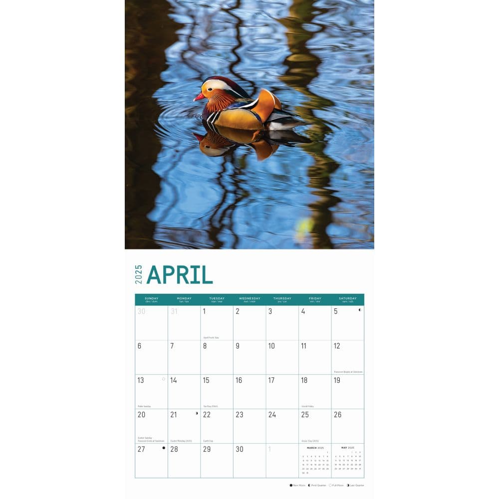 Ducks 2025 Wall Calendar Second Alternate Image width="1000" height="1000"