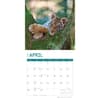 image Baby Big Cats 2024 Wall Calendar First Alternate Image width=&quot;1000&quot; height=&quot;1000&quot;
