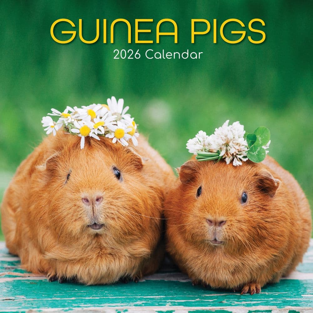 Guinea Pigs 2026 Wall Calendar  Main Image