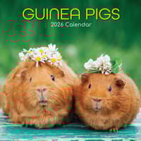 image Guinea Pigs 2026 Wall Calendar  Main Image