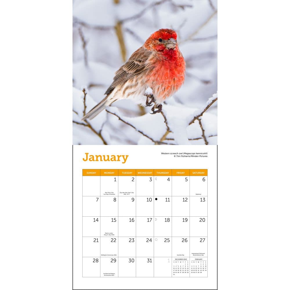Songbirds 2024 Mini Wall Calendar alternate 2