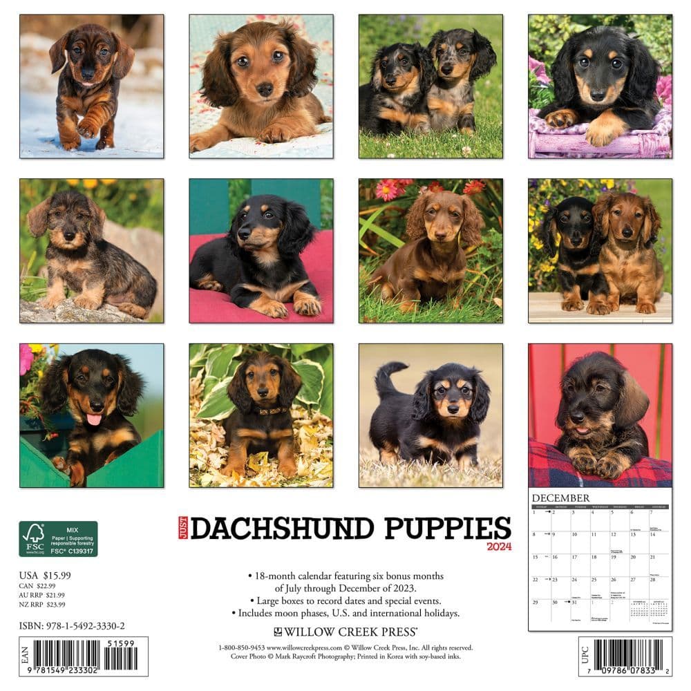 Just Dachshund Puppies 2024 Wall Calendar