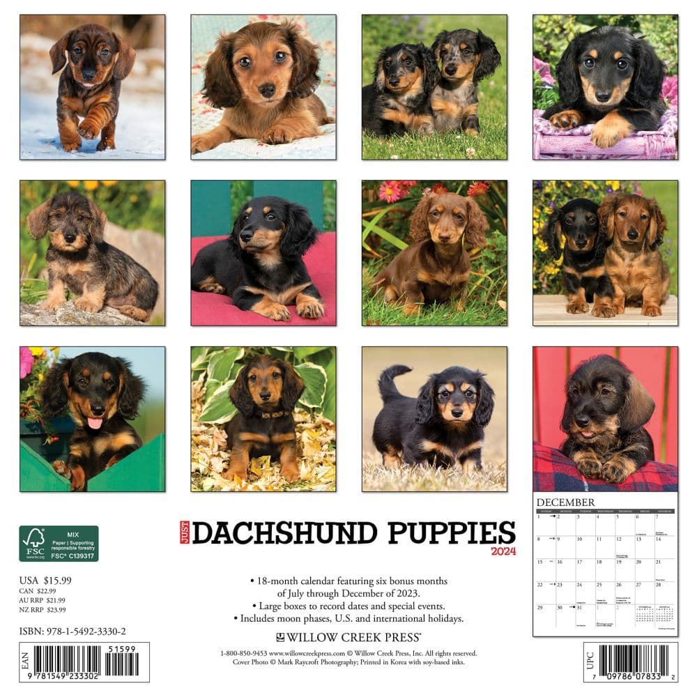 Just Dachshund Puppies 2025 Wall Calendar