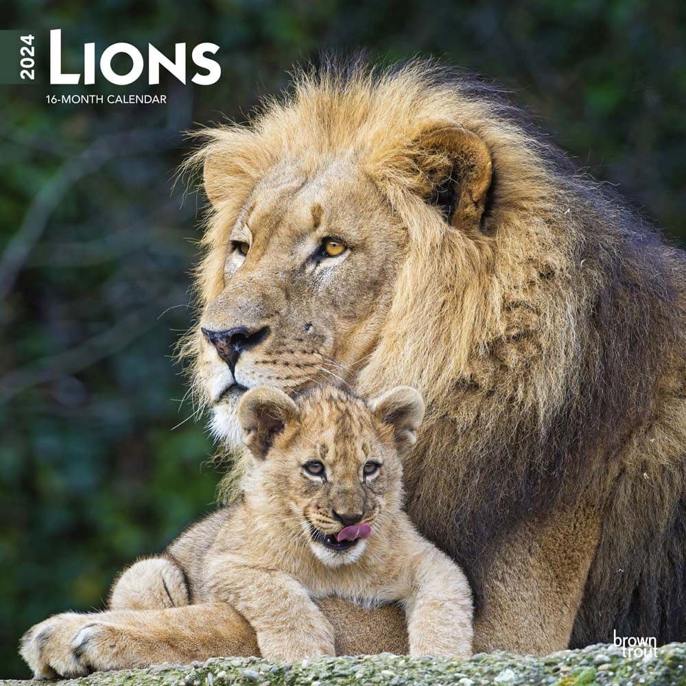 Lions 2024 Wall Calendar Calendars