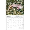 image Axolotls WWF 2025 Wall Calendar Second Alternate Image width=&quot;1000&quot; height=&quot;1000&quot;