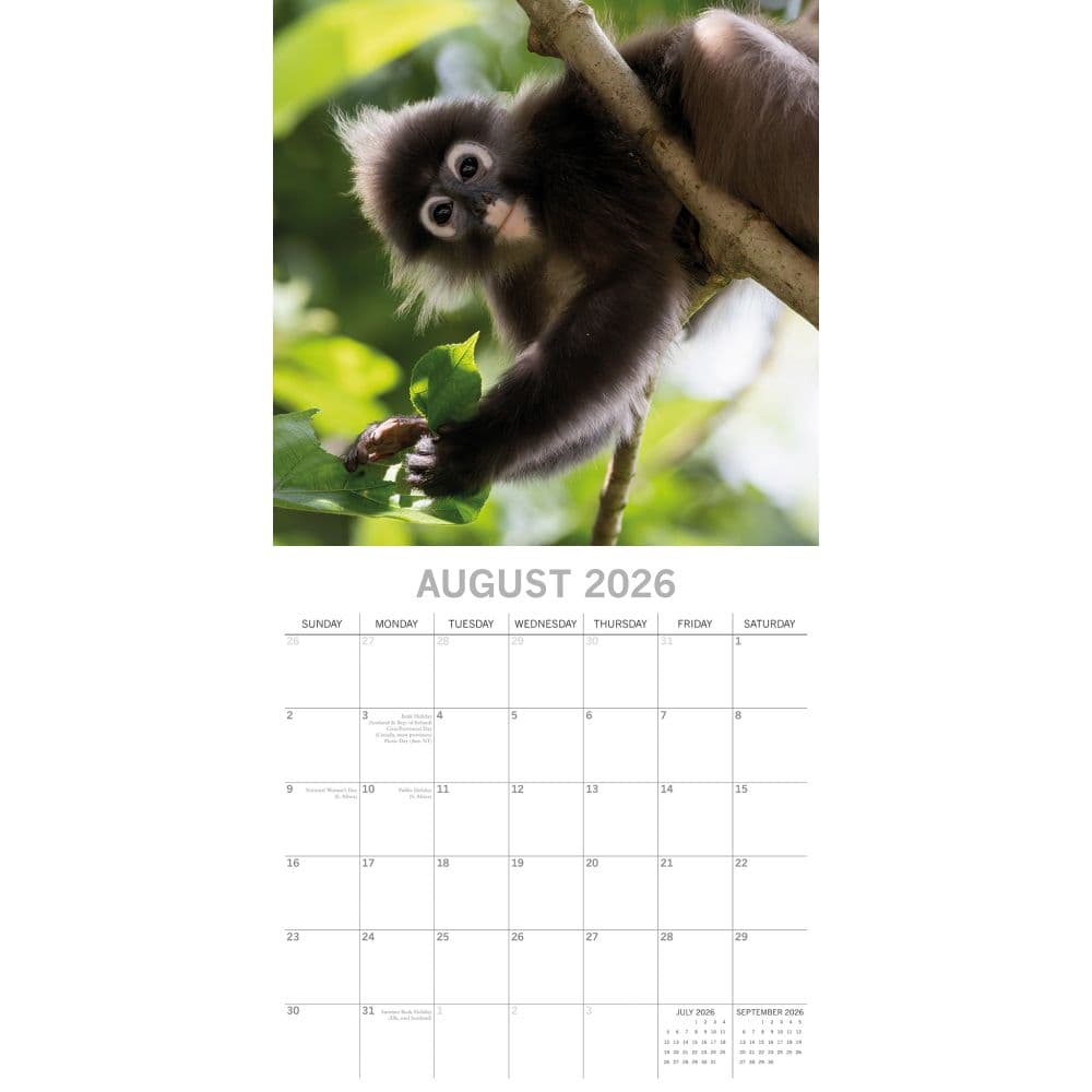 Monkey Business 2026 Wall Calendar Third Alternate Image