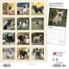 image French Bulldogs 2024 Wall Calendar First Alternate Image width=&quot;1000&quot; height=&quot;1000&quot;