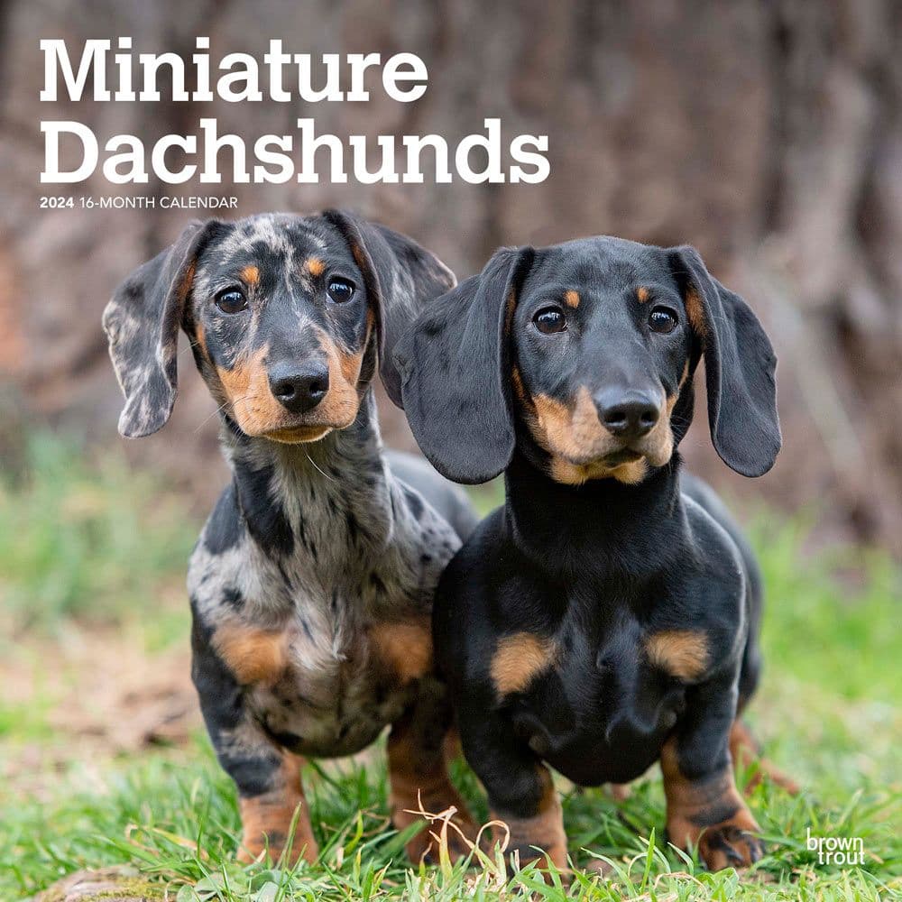 Miniature Dachshund 2024 Mini Wall Calendar