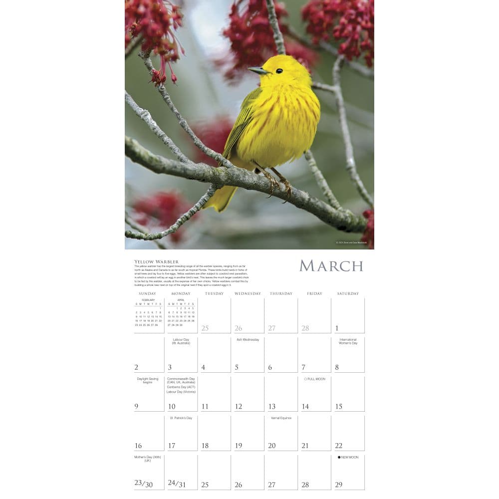 Songbirds 2025 Wall Calendar Second Alternate Image width=&quot;1000&quot; height=&quot;1000&quot;