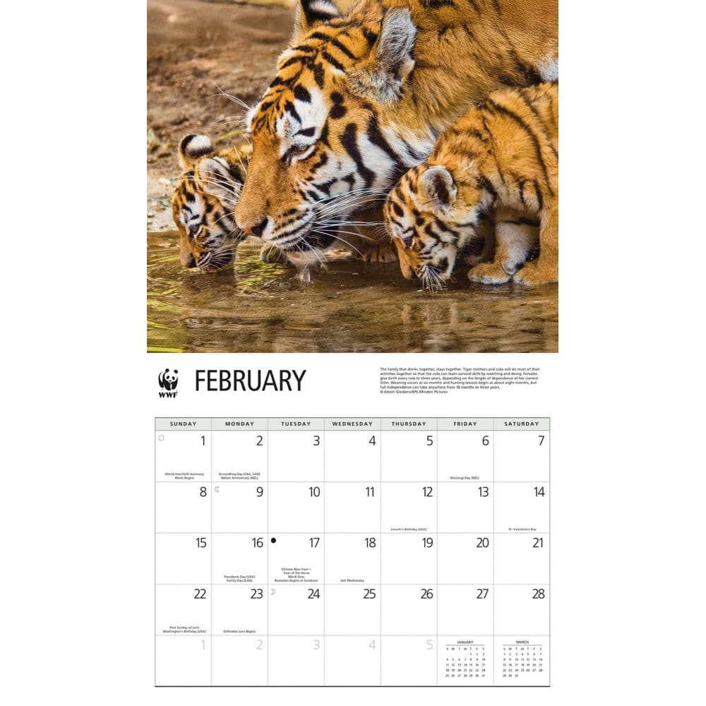 Tigers WWF 2026 Wall Calendar Second Alternate Image